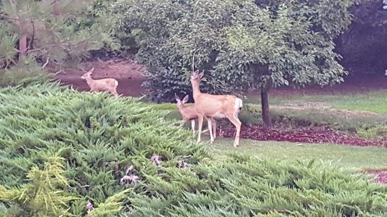 Fox Den Bed & Breakfast 3*